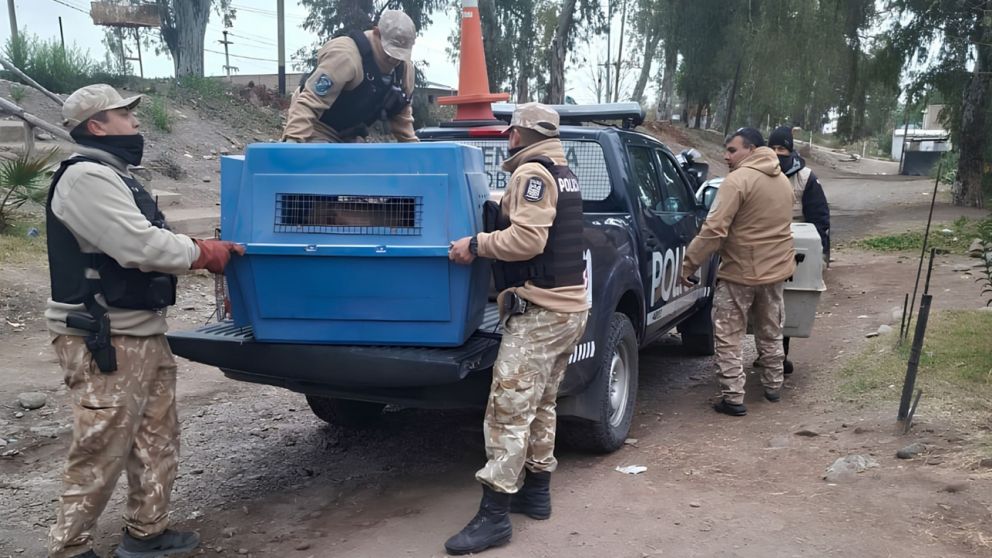 Maltrato animal en Luján de Cuyo: la Policía rescató cinco perros durante un allanamiento en Perdriel